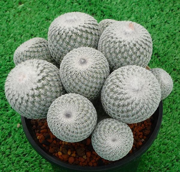 サボテン、多肉植物　月世界-21