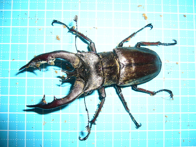 ルニフェルミヤマクワガタ ♂78．5mm♀43．0mm ルニフェル