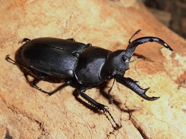 アマミシカクワガタ ペア アマミシカ | 徳之島産 ③ コクワ 特大(43mm