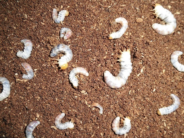 アマミシカクワガタ ペア アマミシカ | 徳之島産 ③ コクワ 特大(43mm