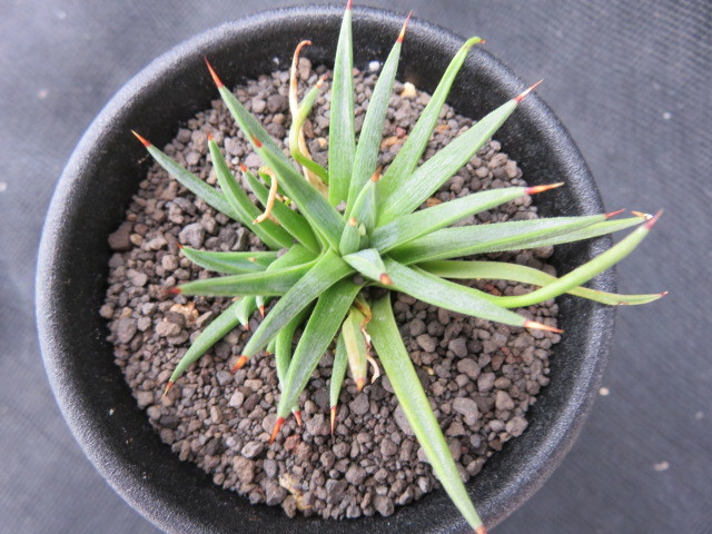 ＜サボテン・多肉植物＞アガベ　アルボピサロ