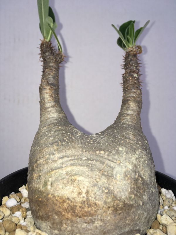 【未発根株】パキポディウム グラキリス　小4’【まん丸美株・塊根植物・コーデックス・Pachypodium Gracilius】