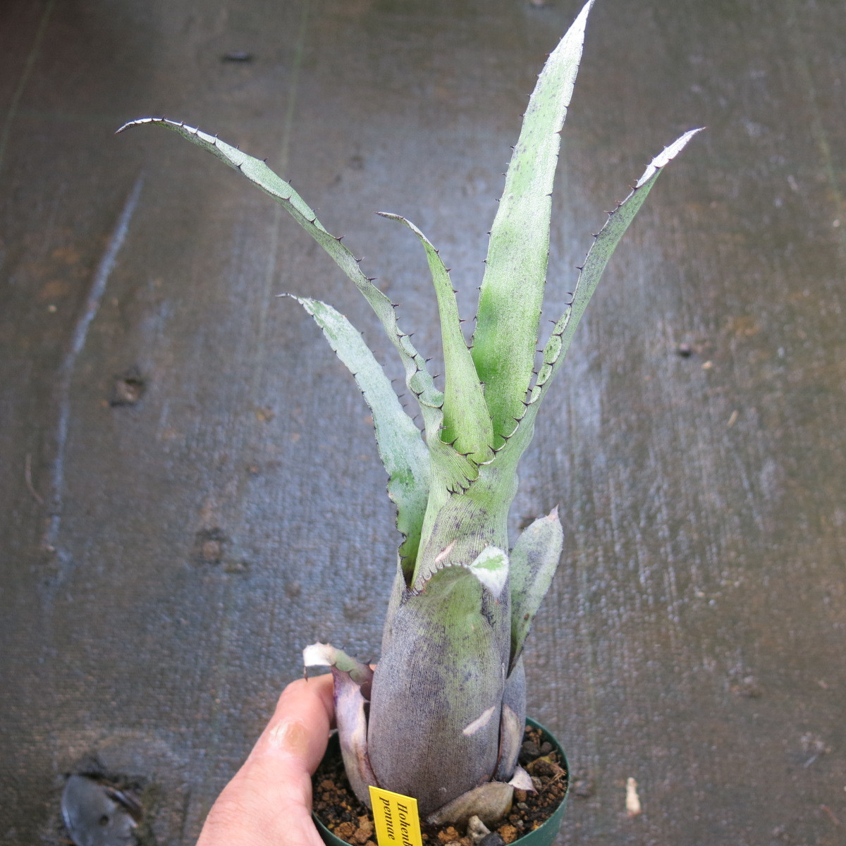 Hohenbergia ホヘンベルギア pennae x - Yahoo!オークション □SPECIES