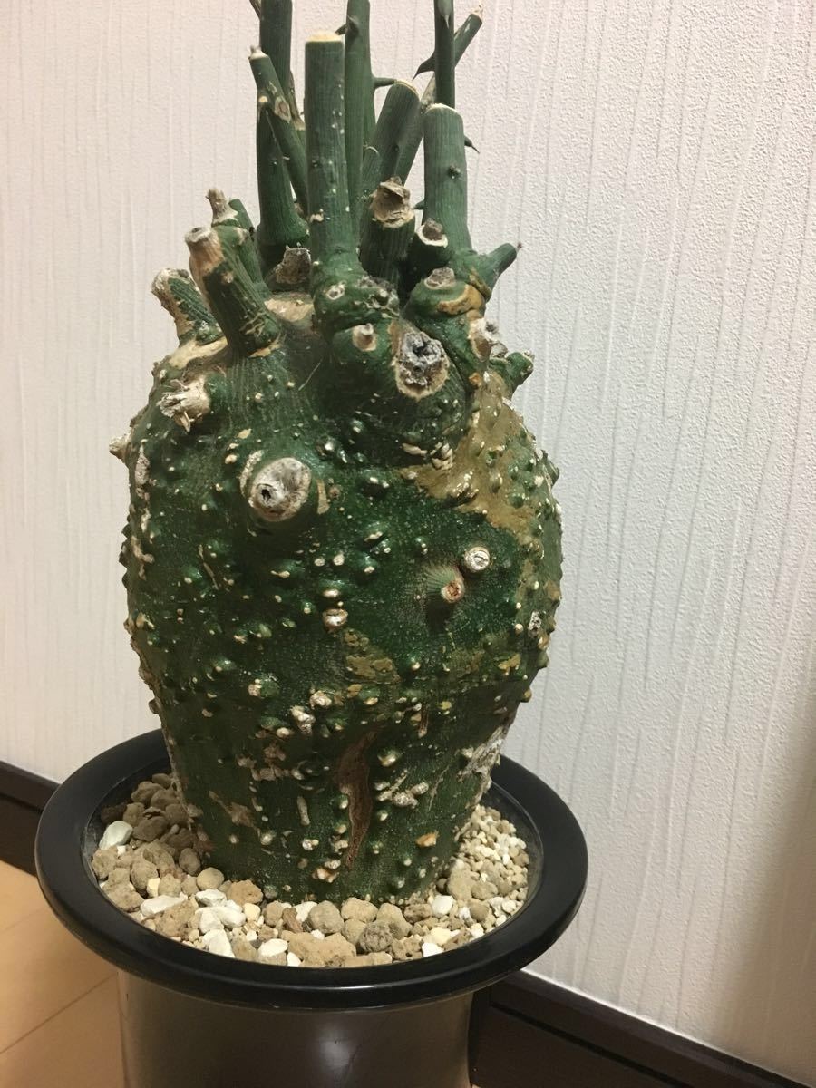 B013貴重種！超大型美形！アデニア アデニア グロボーサ 塊根植物 観葉