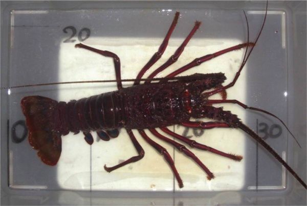活きた伊勢エビ 1Kg入り 2匹～3匹