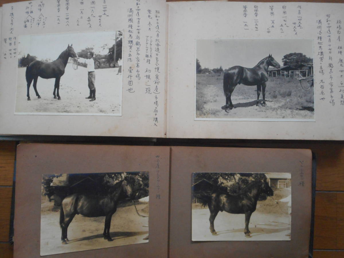 【数量限定，セール】 戦前 馬買付 写真アルバム 競走馬 競馬 軍馬 馬術 アングロアラブ アラブ サラブレッド(印刷物)｜売買されたオークション情報、yahooの商品情報をアーカイブ公開 - オークファン その他