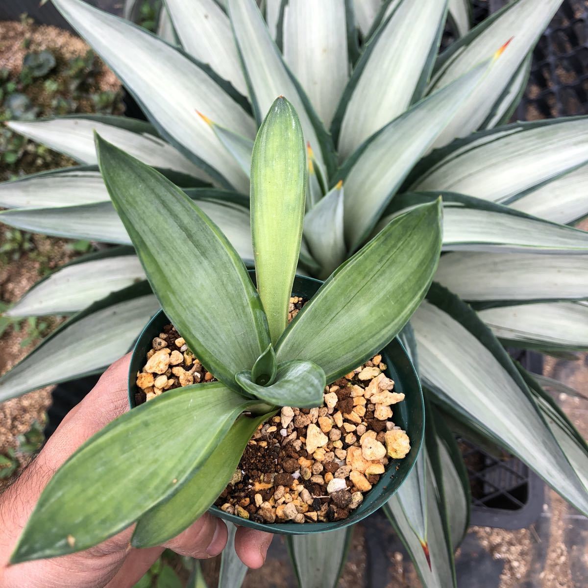 希少株 Agave 'Quicksilver' アガベ クイックシルバー 子株 1枚目は