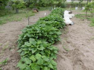 ■さつまいも苗■鹿児島■多品種　選択自由■露地栽培ビニールかけ／無農薬／有機／除草剤不使用／消毒剤不使用／自家種イモ■5本_1