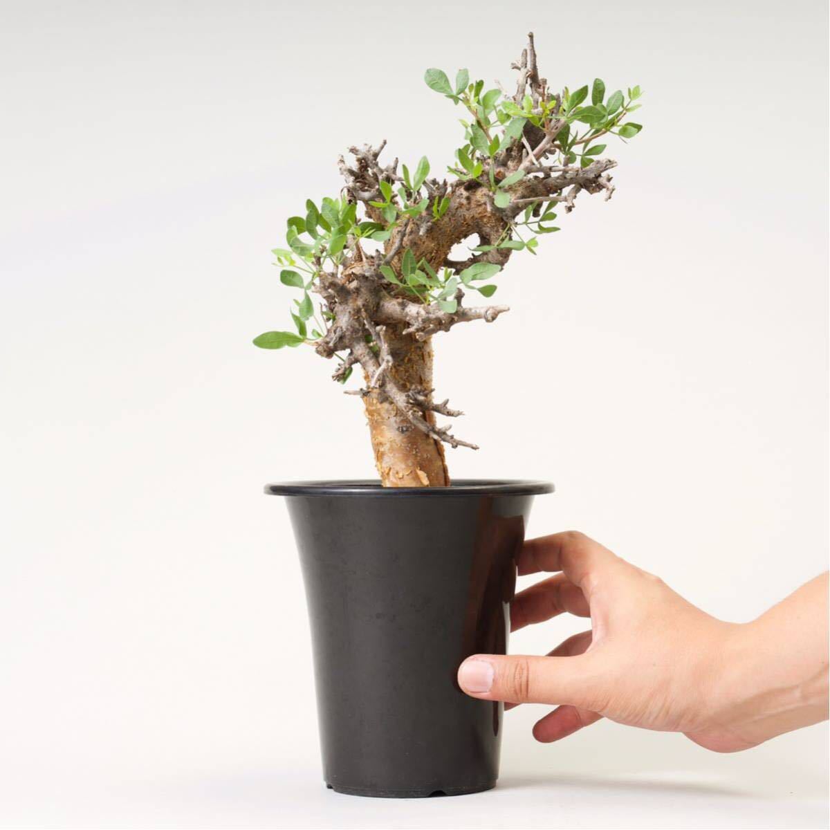発根済みコミフォラ コミフォラ foliacea フォリアセア 園芸ネット本店 