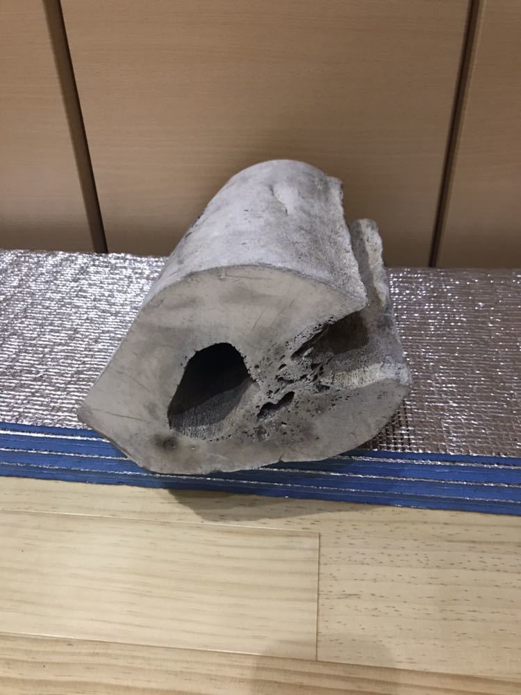 限定SALE，新品 鯨骨 3 マッコウクジラ 抹香鯨 ボーンカービング(科学、自然)｜売買されたオークション情報、yahooの商品情報をアーカイブ公開 - オークファン その他