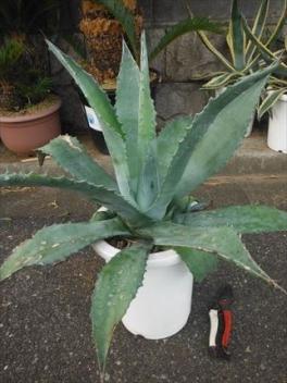 アオノリュウゼツラン | 8号 オンライン通販 8号｜観葉植物 ｜アガベ