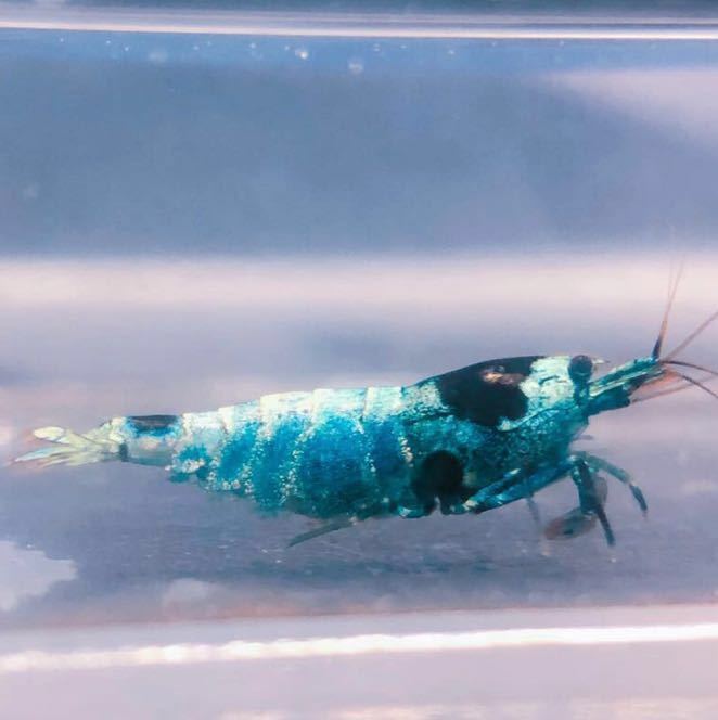 雅☆美個体ターコイズシュリンプ抱卵個体1匹＋2匹計3匹_1