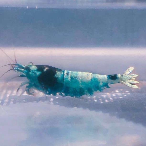 雅☆美個体ターコイズシュリンプ抱卵個体1匹＋2匹計3匹_2