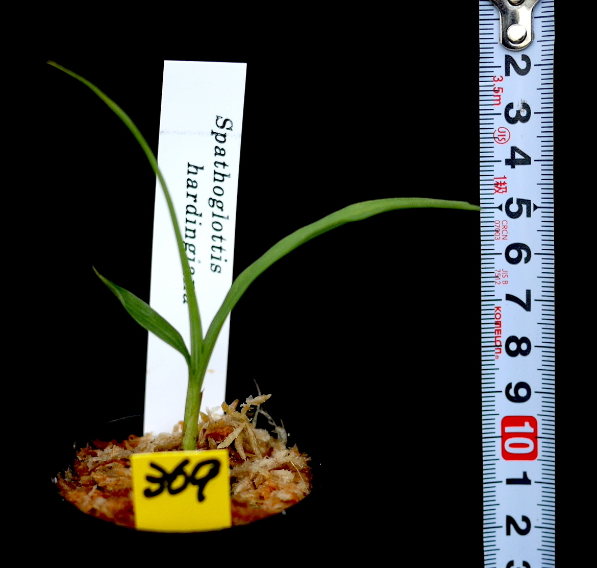 洋蘭原種(369) 極小スパソグロティス　Spathoglottis hardingiana スパソグロティス　ハーディンギアナ