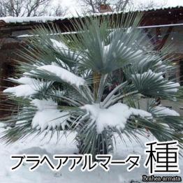 ブラヘア アルマータ 種100個 【送料無料・即決】 Brahea armata