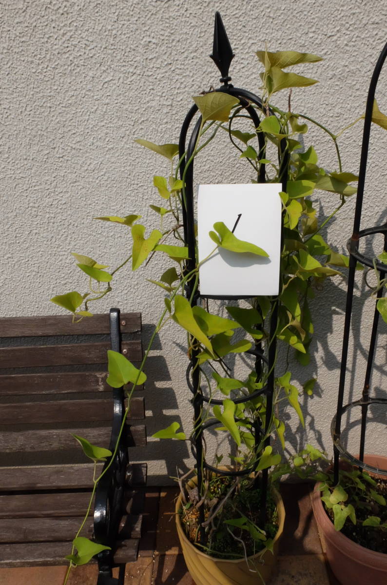 正規品，格安 ウマノスズクサ① 品種不明 ジャコウアゲハの好物 超大株(鉢植え)｜売買されたオークション情報、yahooの商品情報をアーカイブ公開 - オークファン その他