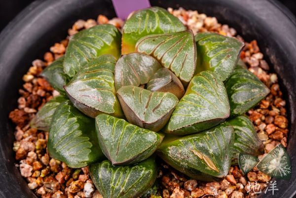 園芸ネット本店｜ハオルチア：JANスプリング実生特選 多肉植物