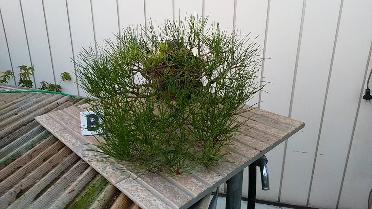 Re-盆栽／赤松 0 真柏 五葉松 黒松 盆栽 本店 盆栽妙 – 半懸崖／観葉植物／
