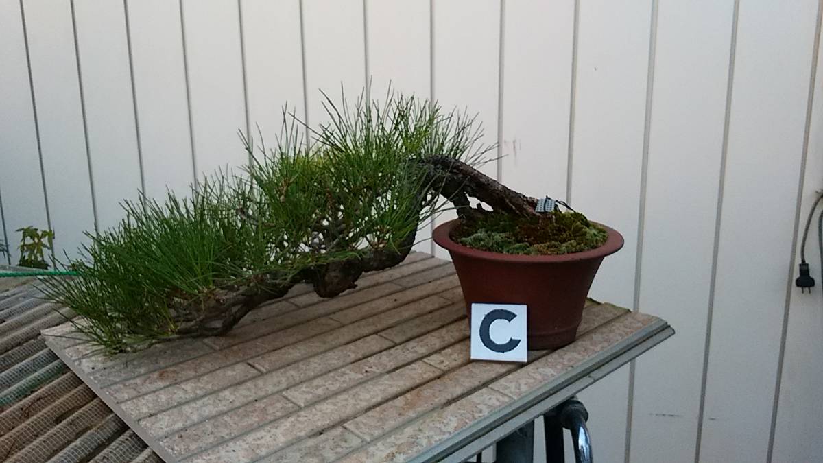 Re-盆栽／赤松 0 真柏 五葉松 黒松 盆栽 本店 盆栽妙 – 半懸崖／観葉植物／