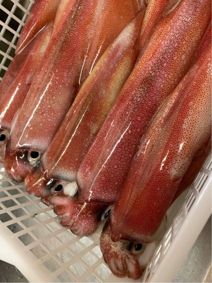 白烏賊 白イカ ケンサキイカ １５杯前後で4kg 中～大サイズ 小分け冷凍 お刺身にも