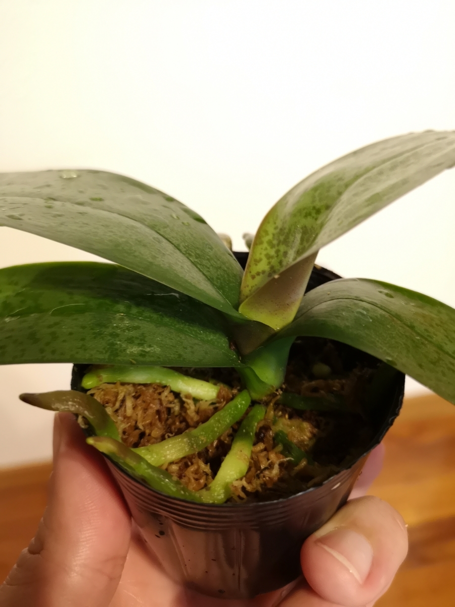 レア ヒョウ柄葉 洋蘭 第四種 Phal Leucorrhoda X Phal Amabilis 胡蝶蘭 リューコローダ X アマビリス ラン 売買されたオークション情報 Yahooの商品情報をアーカイブ公開 オークファン Aucfan Com