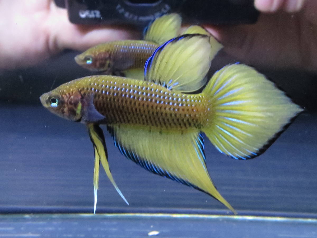 73＜water-flap＞　ベタ　Splenden yellow Spade tail 　オスのみ