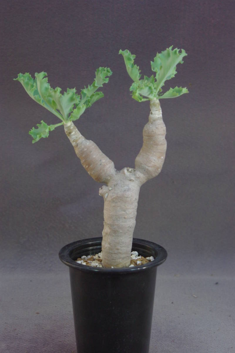 オトンナ　クレムノフィラ（シクロフィラ）Othonna cremnophylla（cyclophylla) 大株