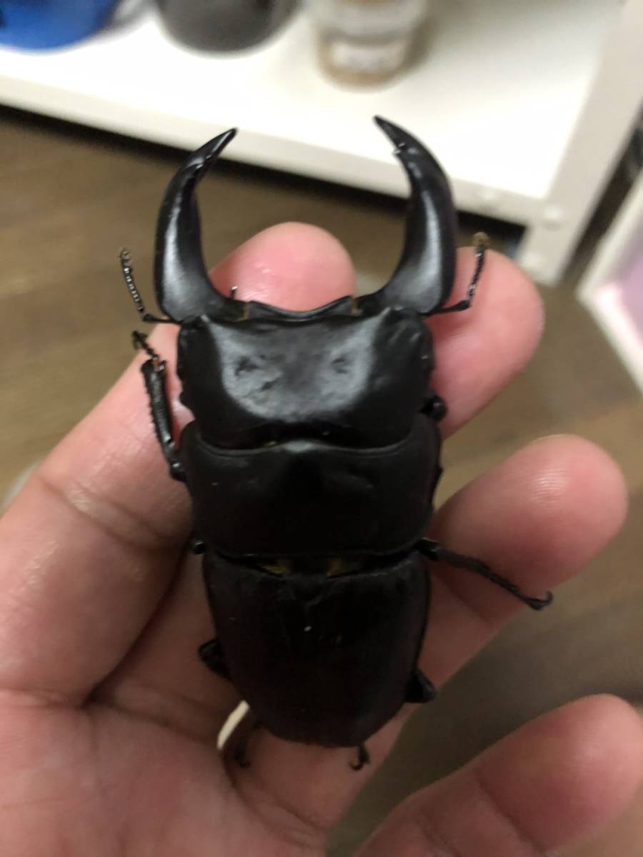 【本物保証，セール】 Jay Cuther ジェイカトラー ペア ♀のみB品(外国産)｜売買されたオークション情報、yahooの商品情報をアーカイブ公開 - オークファン 外国産
