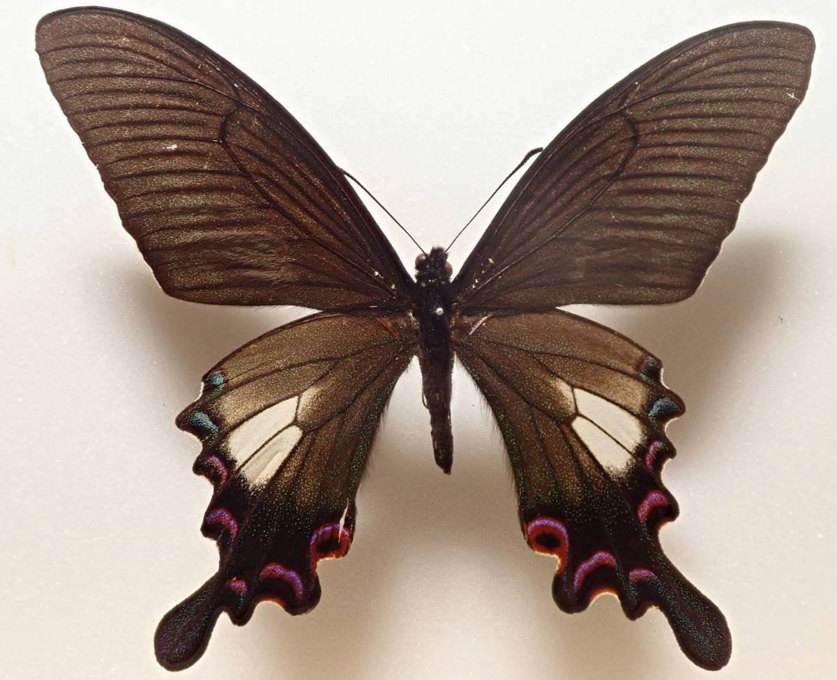 外国産蝶標本 オートクラトールウスバ A-♂ アフガニスタン 産 外国産