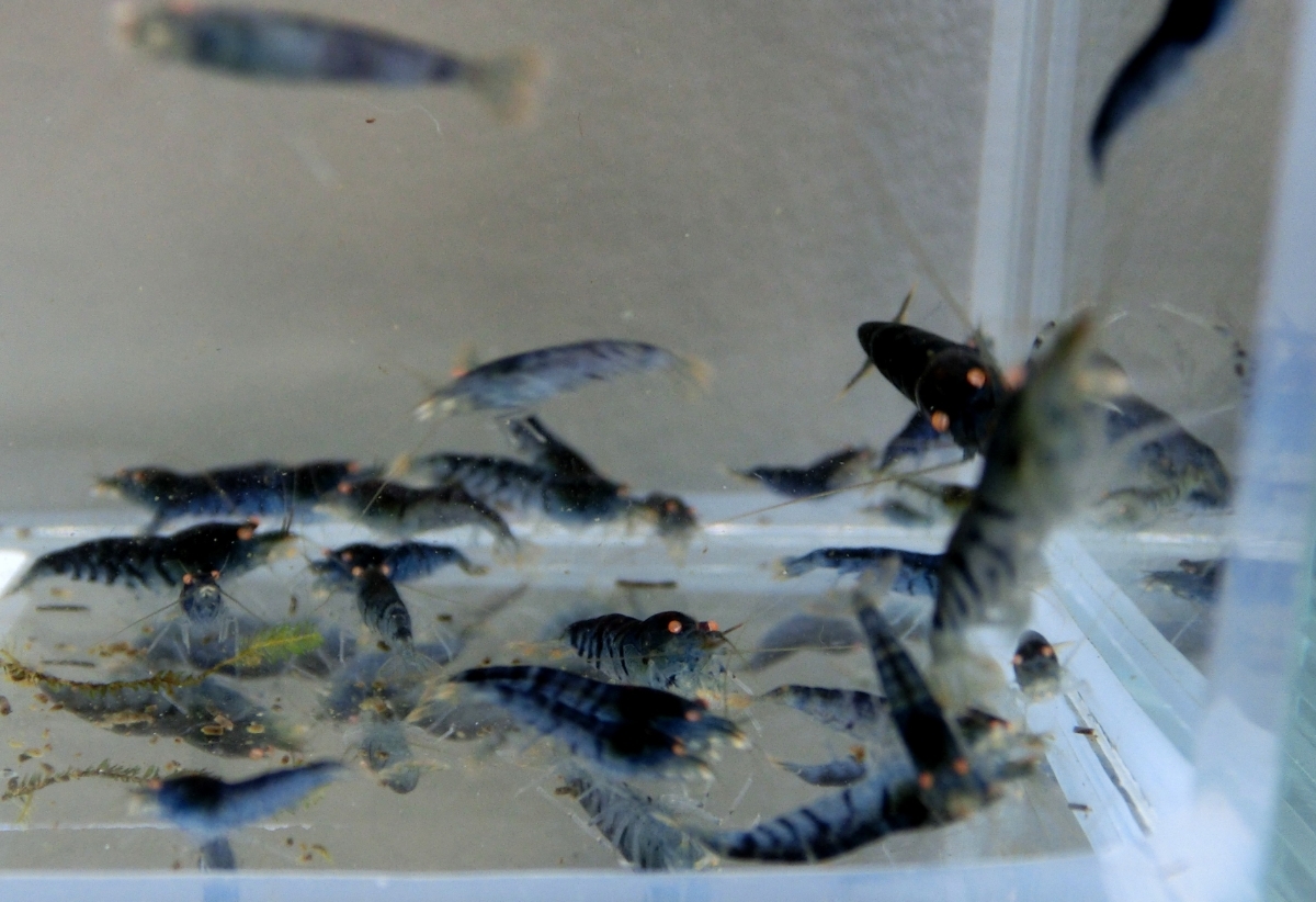 空手蝦 ゴールデンアイシュリンプ50匹+α_1