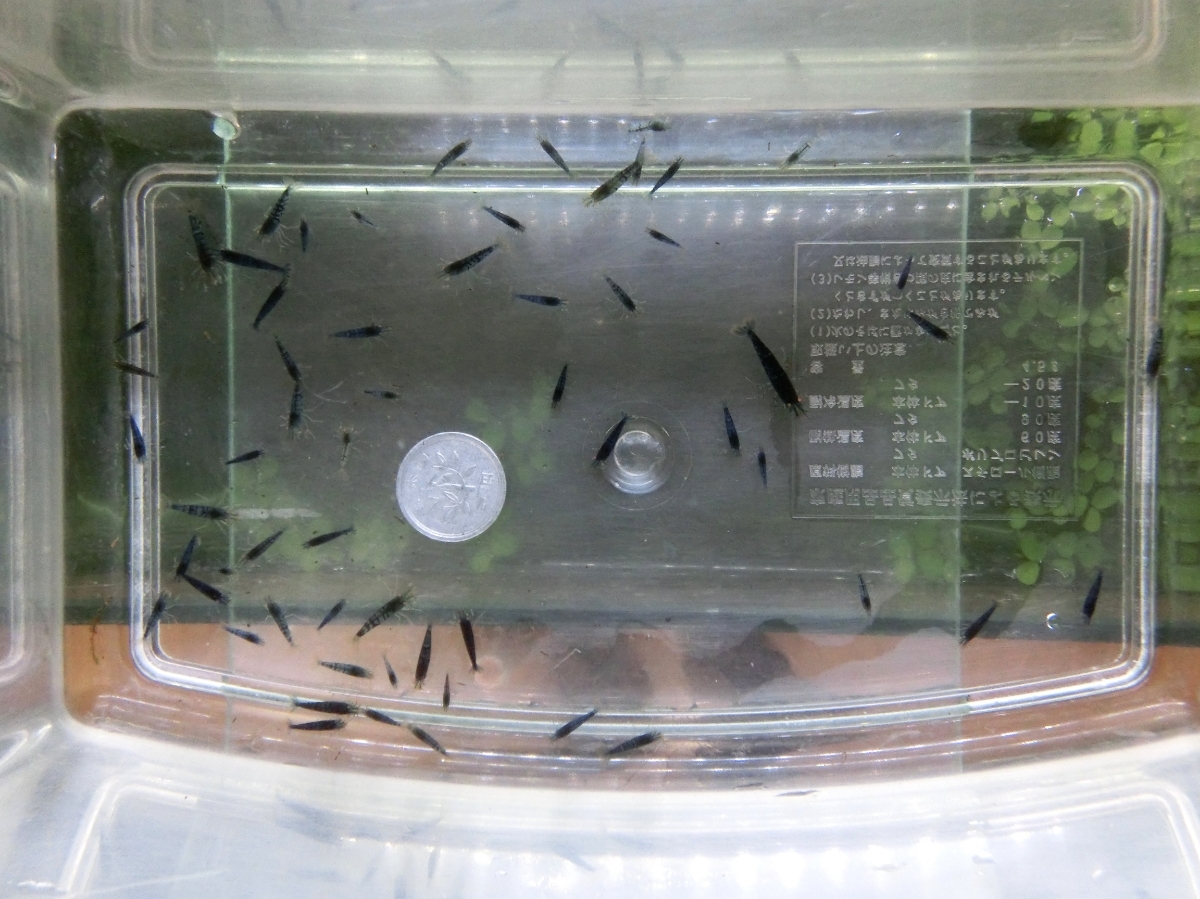 空手蝦 ゴールデンアイシュリンプ50匹+α_10