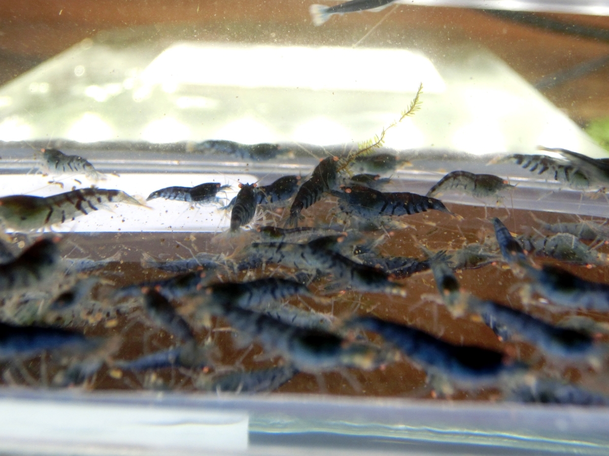 空手蝦 ゴールデンアイシュリンプ50匹+α_3