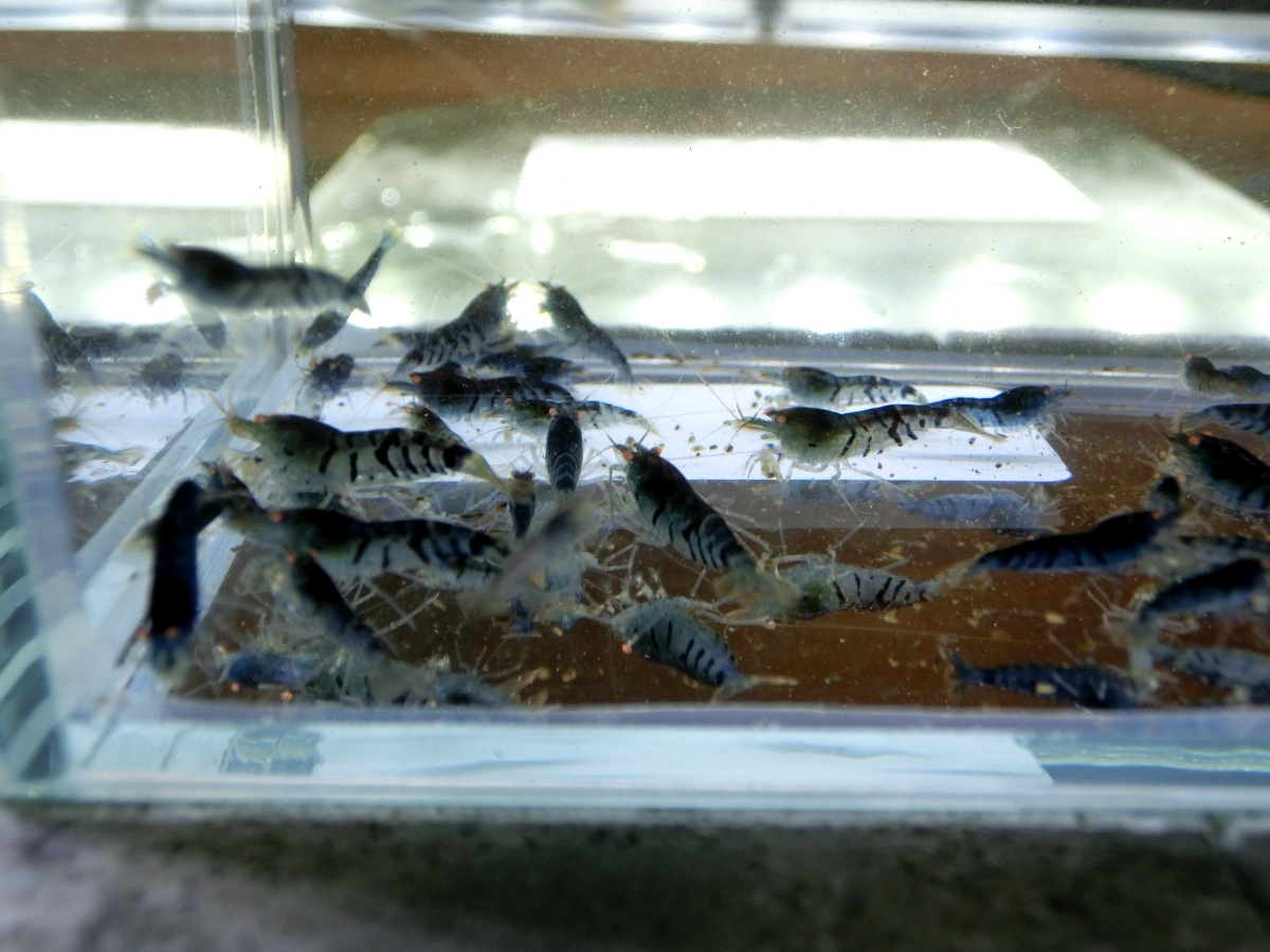 空手蝦 ゴールデンアイシュリンプ50匹+α_4