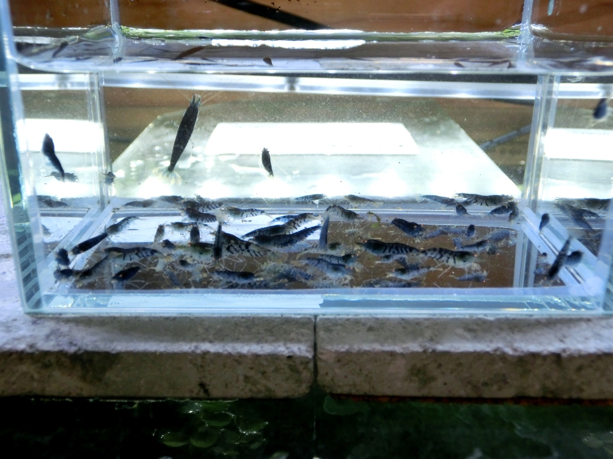 空手蝦 ゴールデンアイシュリンプ50匹+α_6