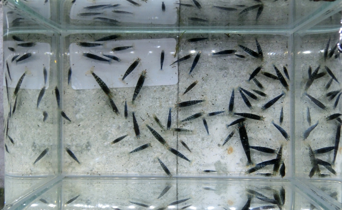 空手蝦 ゴールデンアイシュリンプ50匹+α_8