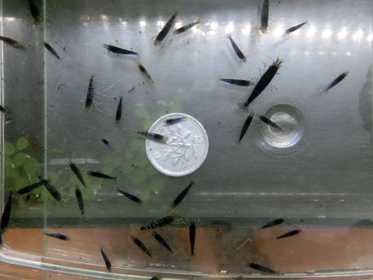 空手蝦 ゴールデンアイシュリンプ50匹+α_9