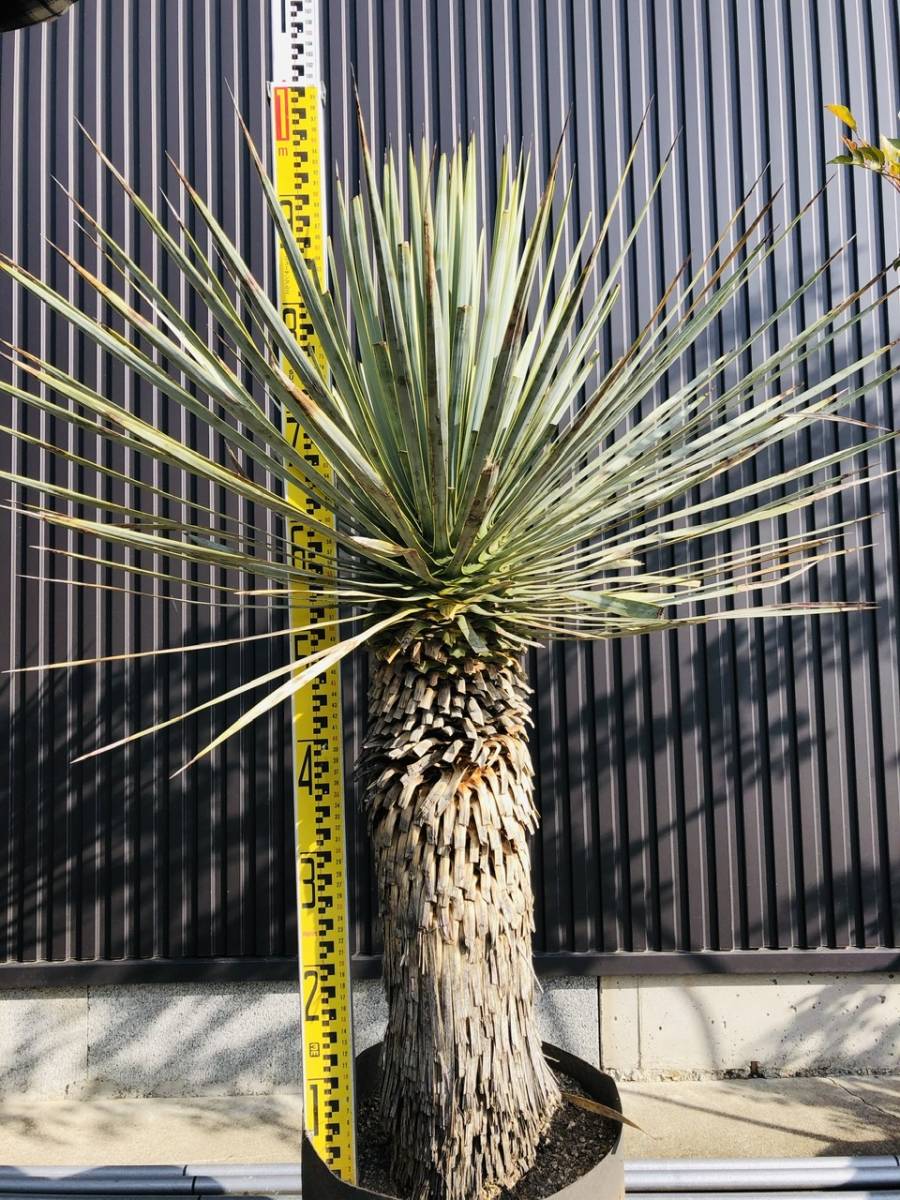 Yucca トンプソニアーナ
