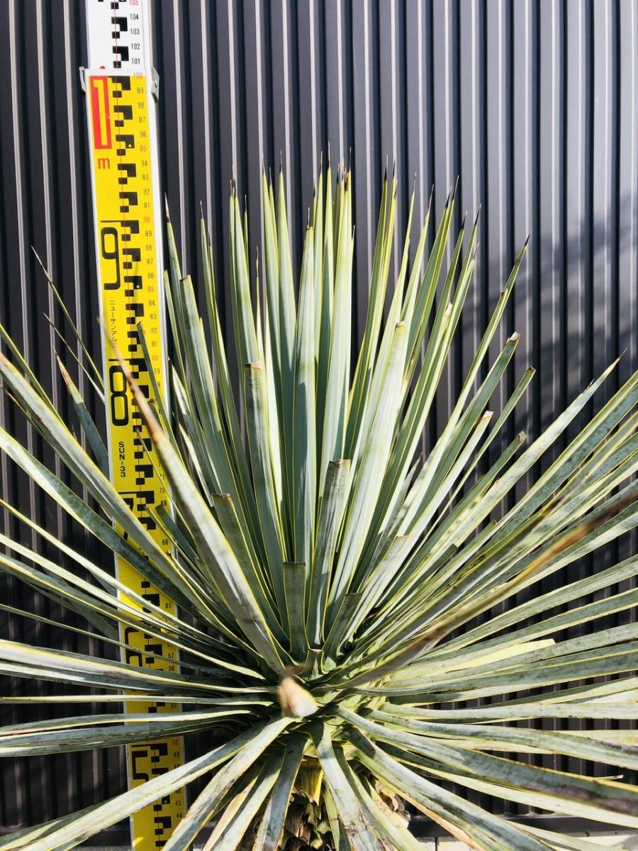 ユッカ　トンプソニアーナ Yucca トンプソニアーナ