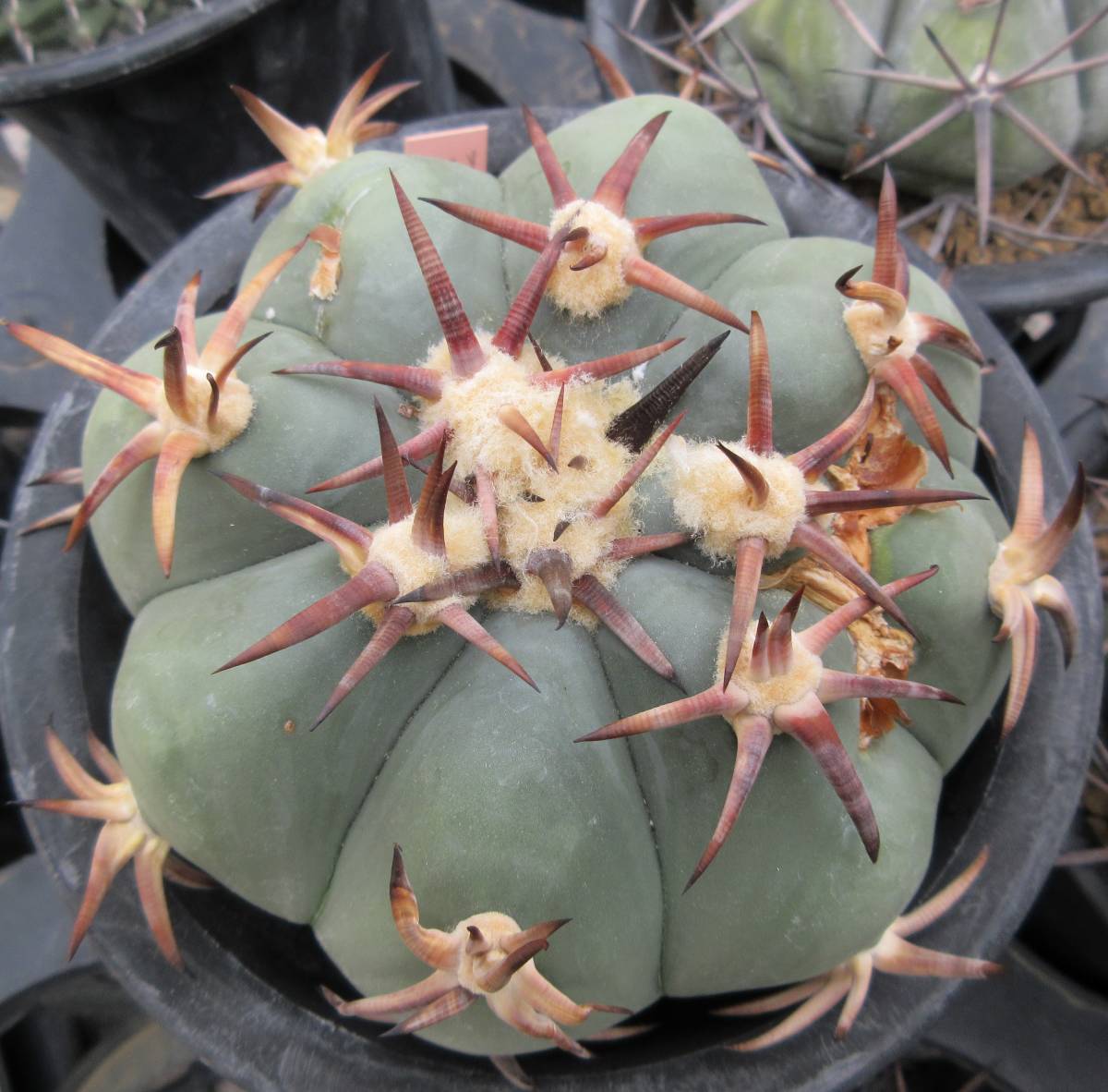 サボテン 花王丸 Echinocactus サボテン・多肉植物＞ 多肉植物 – 花王 