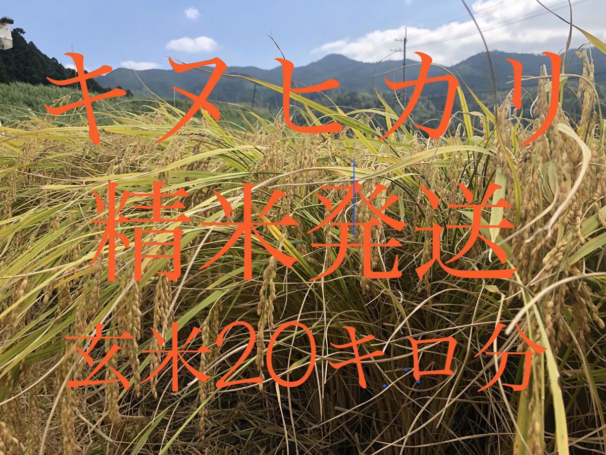 ◇減農薬栽培◇精米発送◇滋賀近江米令和1年キヌヒカリ玄米20㌔分 農家