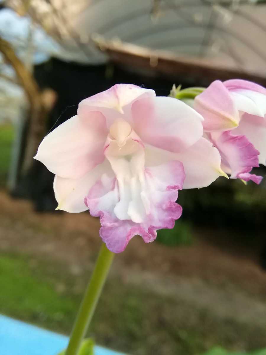 颯 ◎ えびね 癒し系 初花開花中 （エビネ・春蘭・交配 瓶苗 ラン