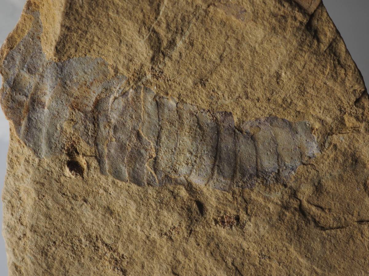 チェンジャン◆澄江・関山 希少フーシャンフイア（シャオシバ！）X01