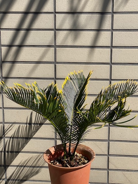 ソテツ　　　金環ソテツ　　　　　　③