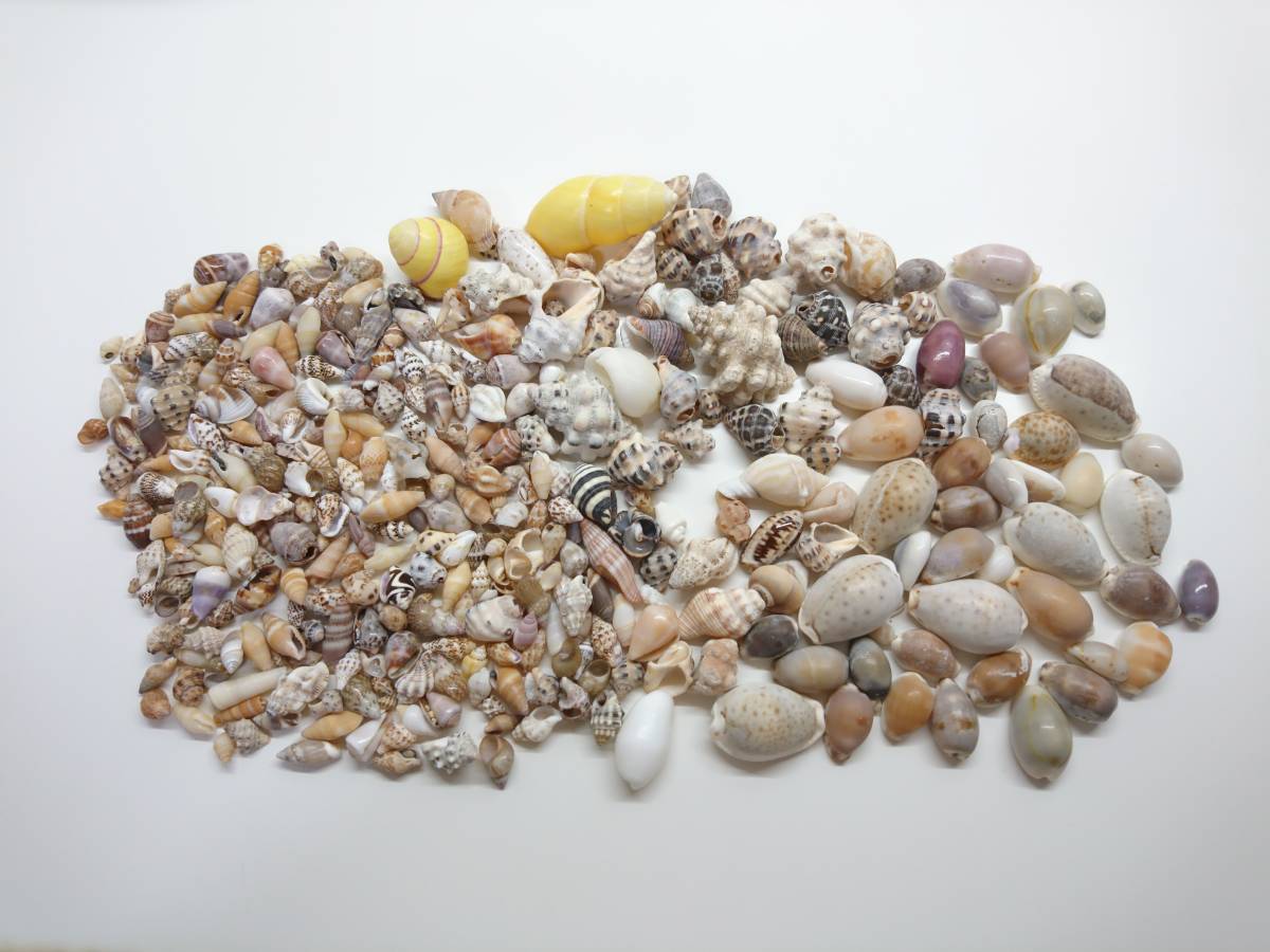 天然貝殻大小色々約１５０グラム*約３００個*タカラ貝巻貝など*ハンドメイドに*ハンドメイドパーツ_1