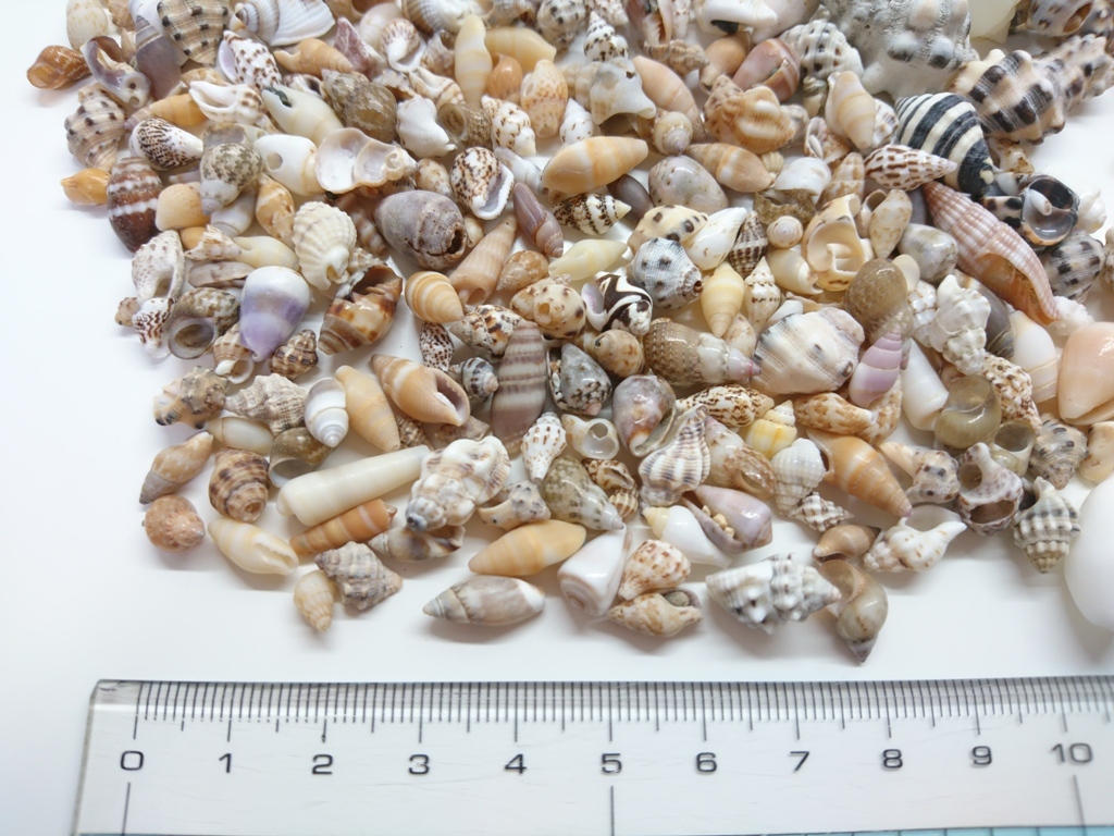 天然貝殻大小色々約１５０グラム*約３００個*タカラ貝巻貝など*ハンドメイドに*ハンドメイドパーツ_3
