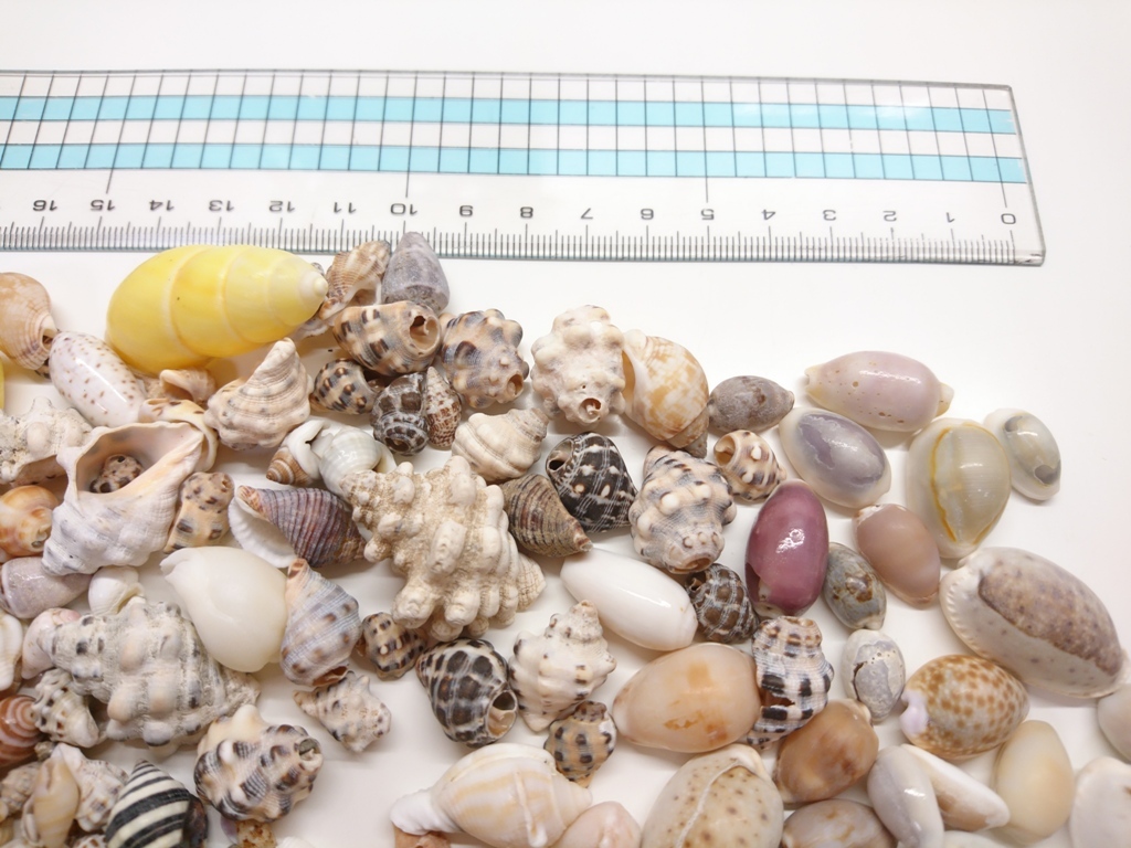 天然貝殻大小色々約１５０グラム*約３００個*タカラ貝巻貝など*ハンドメイドに*ハンドメイドパーツ_5