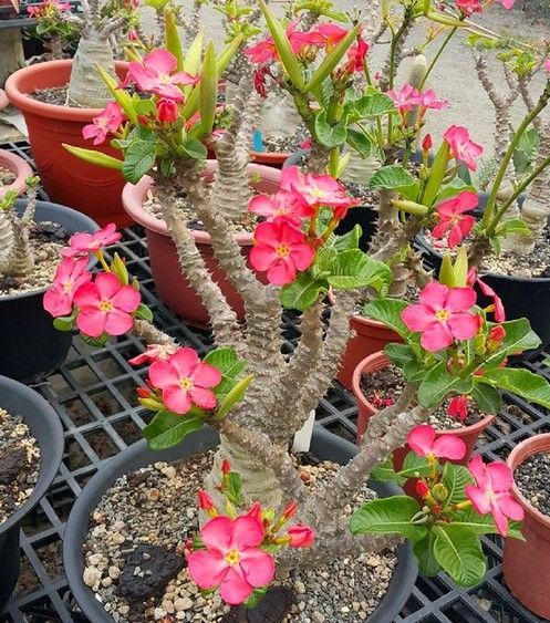 Pachypodium windsorii x baronii パキポディウム ウィンゾリーX