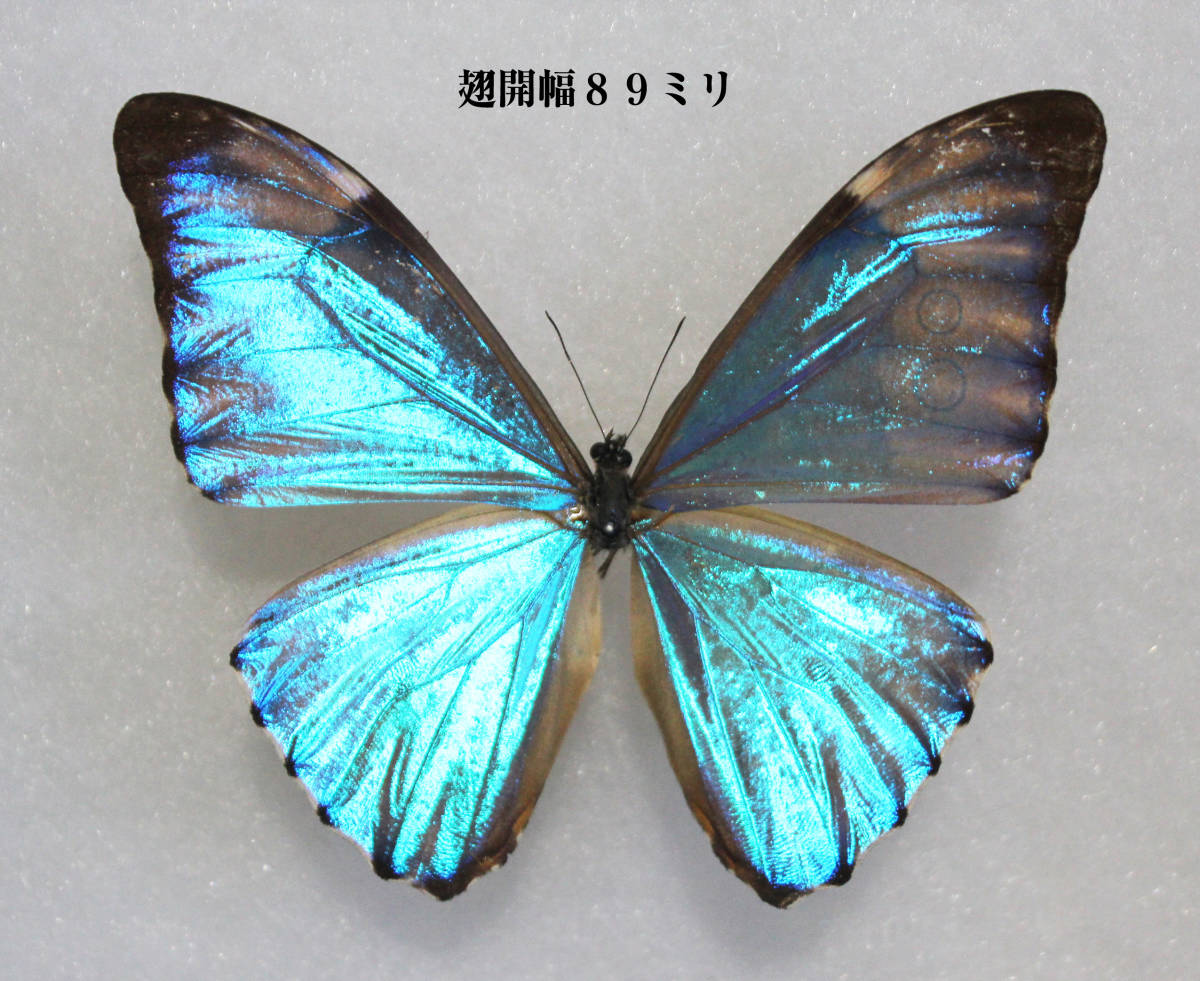 イボタガ 標本 翅 オオキバヘビトンボ 標本 虫類 売買された