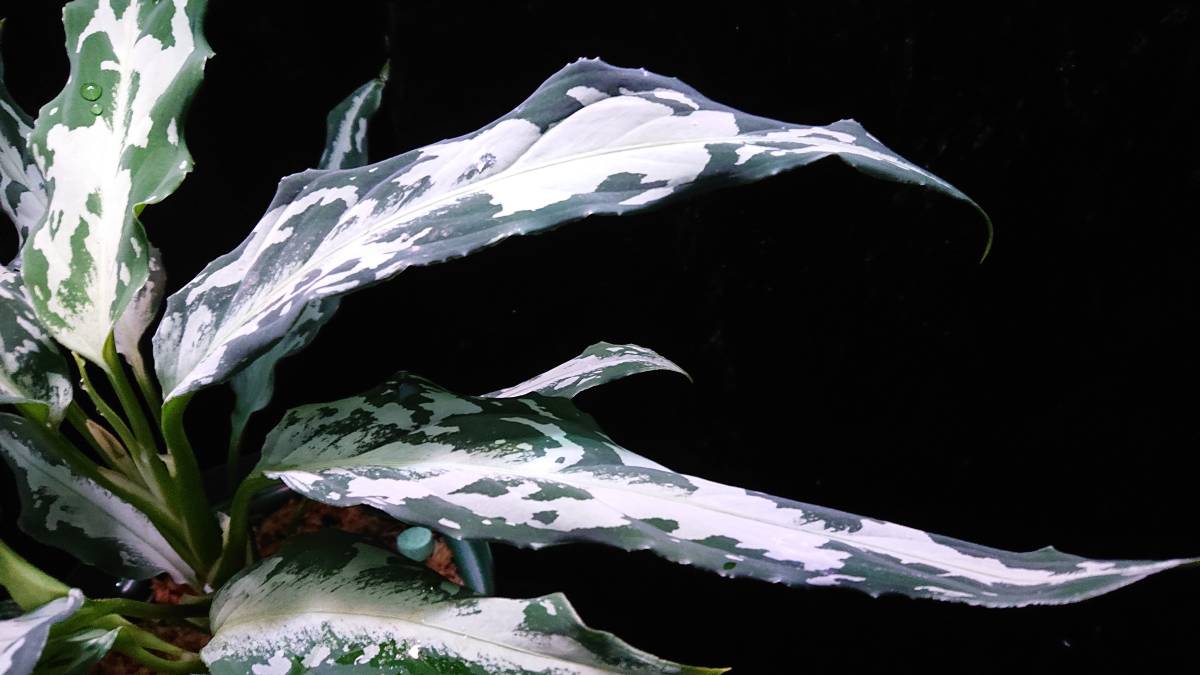 アグラオネマ ピクタム 白蛇系【LA】Aglaonema pictum