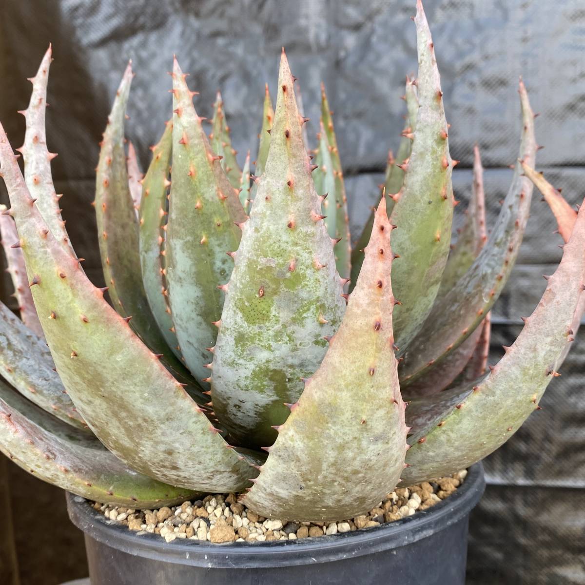 No 011 Aloe Peglerae 発根済 特選大株 アロエ ペグレラエ 塊根 コーデックス サボテン 多肉植物 サボテン 売買されたオークション情報 Yahooの商品情報をアーカイブ公開 オークファン Aucfan Com
